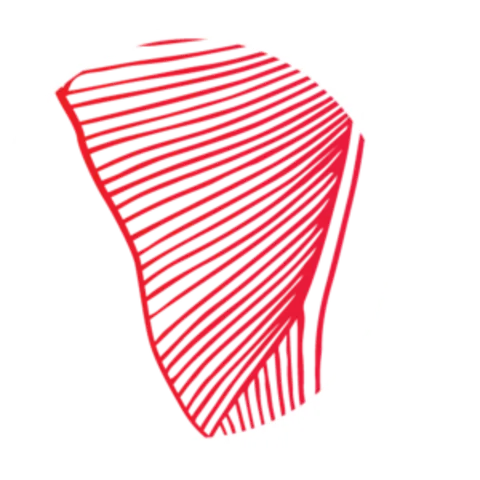 Line drawing of a muscle, from the clinic's own artwork